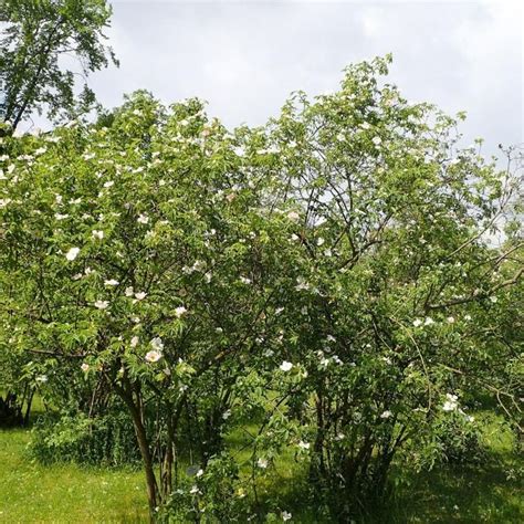 Heckenrose Gestalte Deinen Garten ökologisch And Pflegeleicht Em 2024