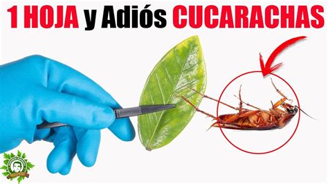 Aprende Cómo ACABAR CON LAS CUCARACHAS De Una Vez Por Todas Con Este