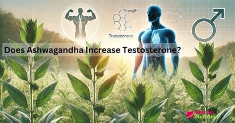 Does Ashwagandha Increase Testosterone How It Works And Timeline