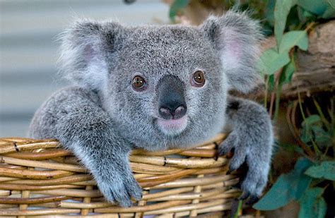 Australia's animal emblems - Australian Geographic