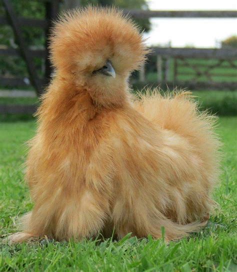 Setoso Huhn | Silkie chickens, Beautiful chickens, Chickens for sale