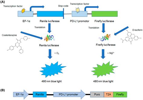 The Screening Of Compounds Regulating Pdl Transcriptional Activity In