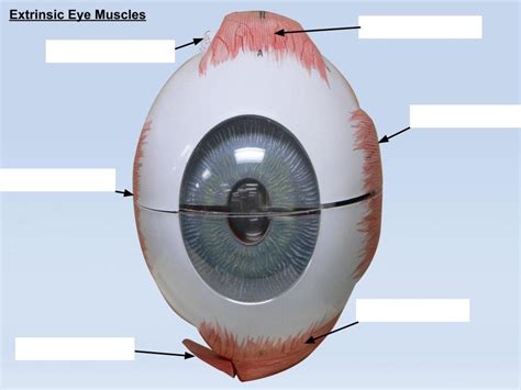 Extrinsic Eye Muscles Lab Diagram Quizlet