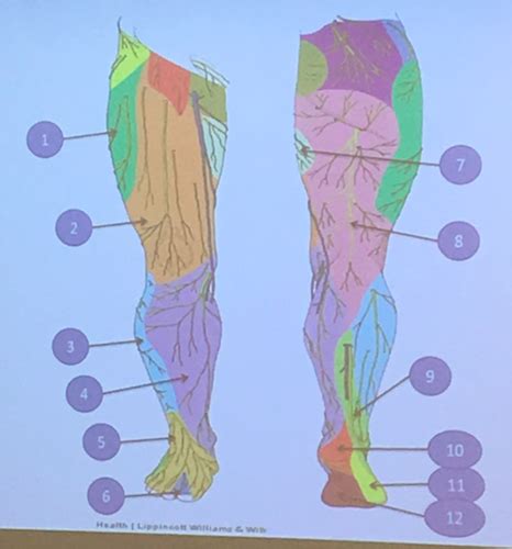 Cutaneous Innervation Flashcards Quizlet