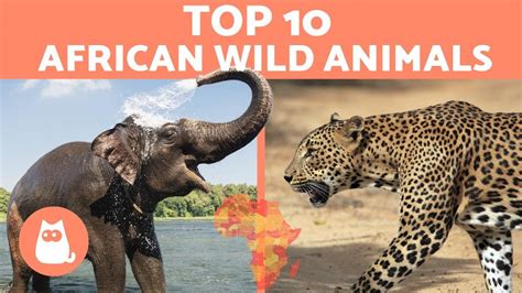 Wild Animals In Africa