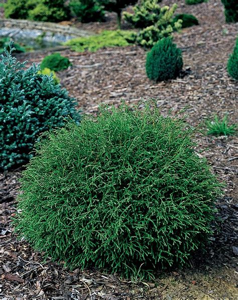 Mr Bowling Ball™ Arborvitae Monrovia Mr Bowling Ball™ Arborvitae