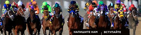 КОННАЯ АМУНИЦИЯ АГИНСКОЕ | Узды, недоуздки, трензеля, мундштуки, пелямы ...