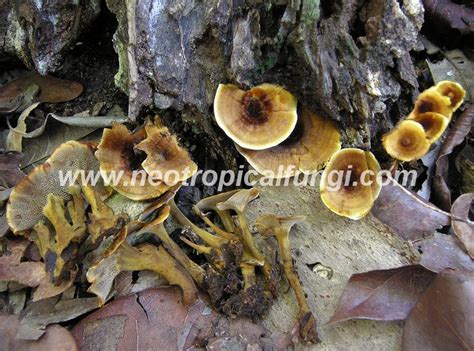 Coltricia Cinnamomea Neotropical Fungi