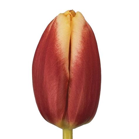 Tulip Leen Van Der Mark Cut Tulips Flower Suppliers Wholesale