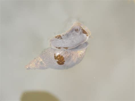 Great Pond Snail Lymnaea Stagnalis British Nature Guide