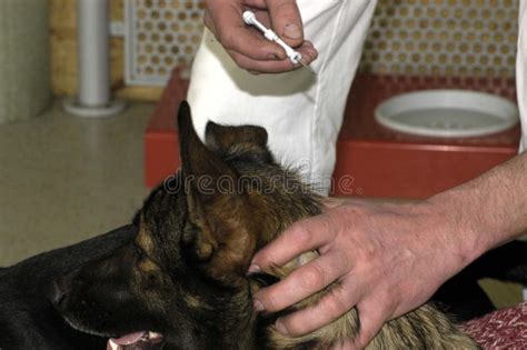 Veterinarian Implanting a Chip in a Dog Stock Photo - Image of ...