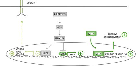 Schematic Overview Of The Effect Of The Mapk Pathway On Mitf In Download Scientific Diagram