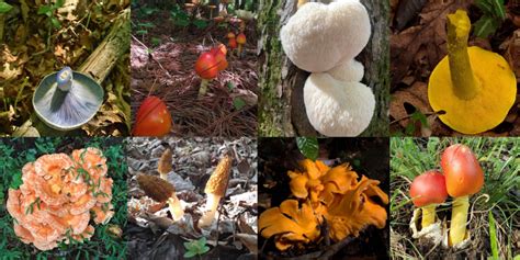 The Diverse World Of Mushrooms In North Carolina Nature Blog Network