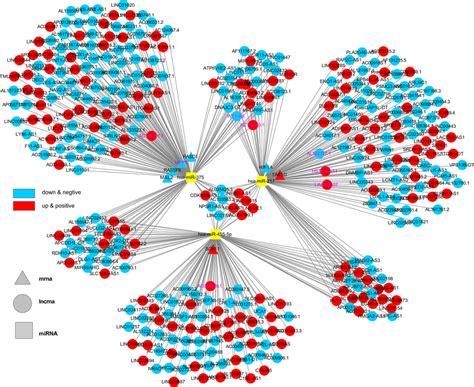 A Lncrna‐mirna‐mrna Cerna Network Was Constructed By 363 Lncrnas Download Scientific Diagram