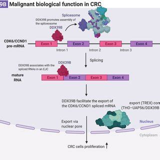 Hypothesized Molecular Mechanism Of Ddx B In Proliferation Of Crc