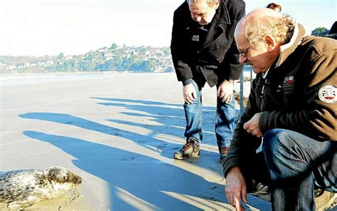 Saint Michel en Grève Un bébé phoque épuisé séchoue sur la plage