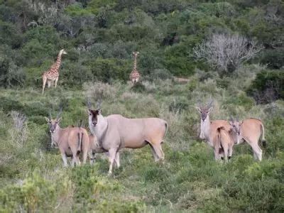 Eastern Cape Safari - Earthstompers Adventures Safari South Africa