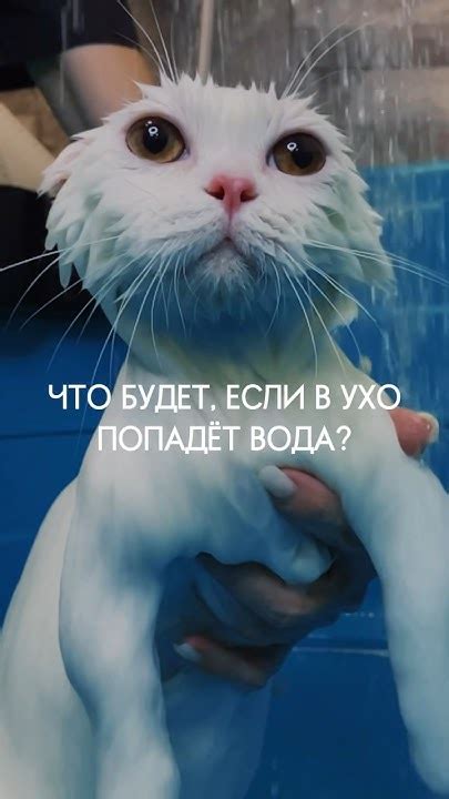 Если в ухо питомцу попала вода, что делать? #собака #кошка #животные ...