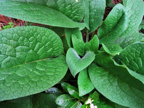 Comfrey Leaves Free Stock Photo Public Domain Pictures