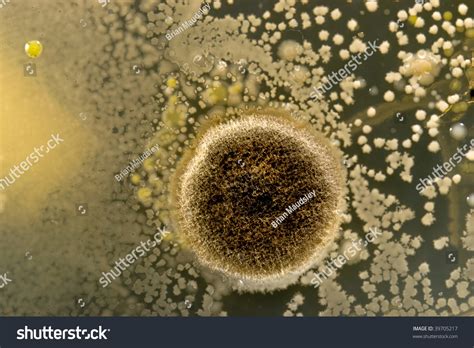 Fungal Colony Surrounded By Bacterial Colonies Stock Photo 39705217 ... 