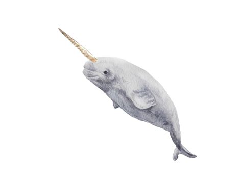 Watercolor Narwhal At Explore Collection Of