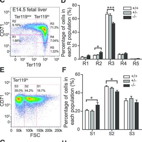 Tmod3 2 2 Fetal Liver Erythroblasts Display Increased Apoptosis