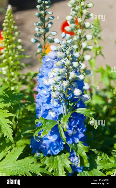 Beautiful blue flowers Stock Photo - Alamy