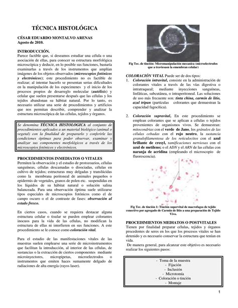 SOLUTION T Cnicas Histol Gicas 1 Studypool