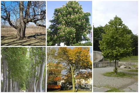 9 Deciduous Trees To Grow In Your Colorado Yard Or Garden