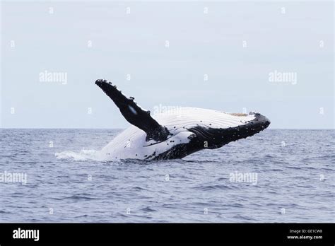 Humpback Whale Hi Res Stock Photography And Images Alamy