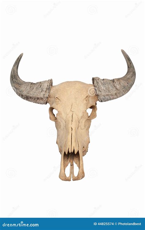 Bull Skull Isolated Stock Photo Image Of Dead Head 44825574