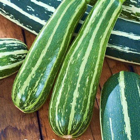 Zucchini Seeds Striato Ditalia Price €155