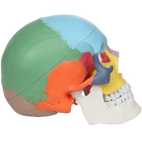 Axis Scientific Part Didactic Human Skull Model Life Size Painted