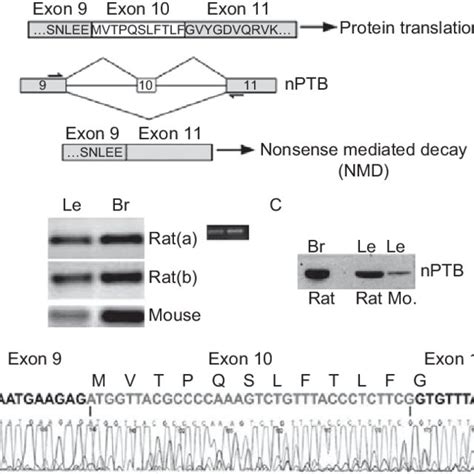 Alternative Splicing Of Exon In Lens Nptb Transcripts Is Consistent