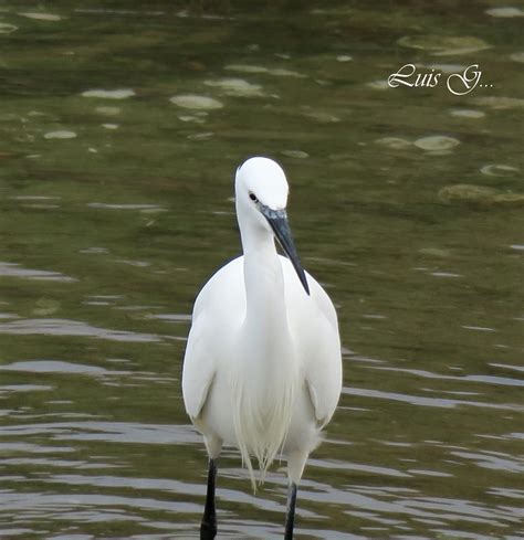 Garceta N Egretta Garzetta Luis Garrido Flickr