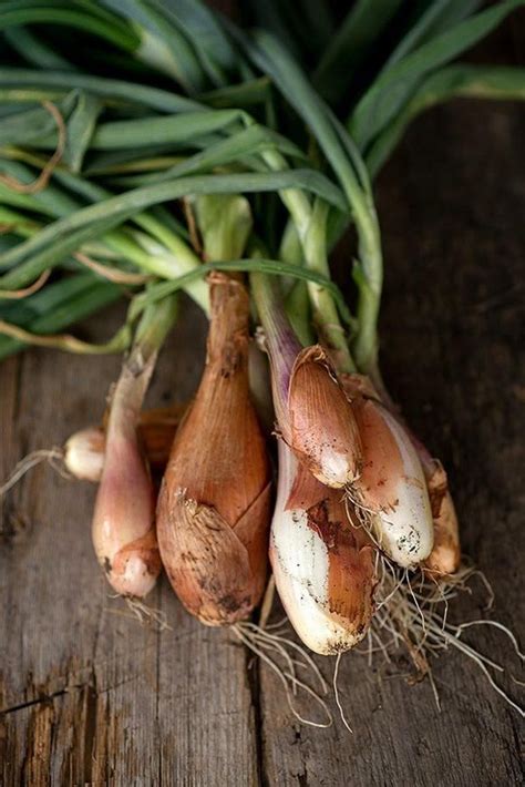 Zebrune Shallot Days Seeds Shallots Carrot Seeds