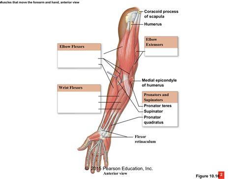 Muscles That Move The Forearm And Hand LABELING Diagram Quizlet