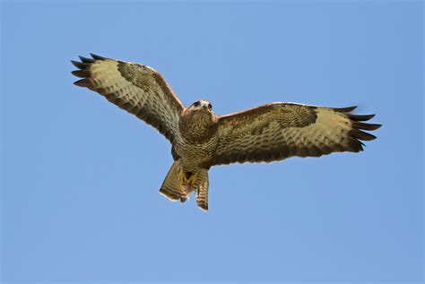 Common Buzzard In Flight By Kevr Ephotozine