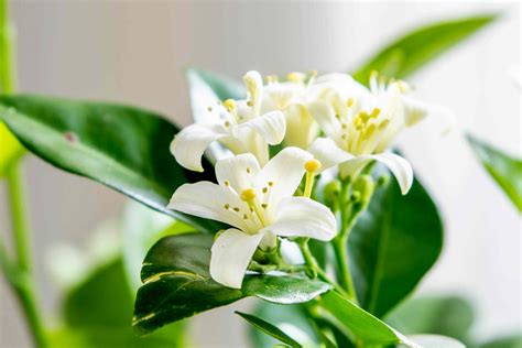 Jasmine Plant Indoor