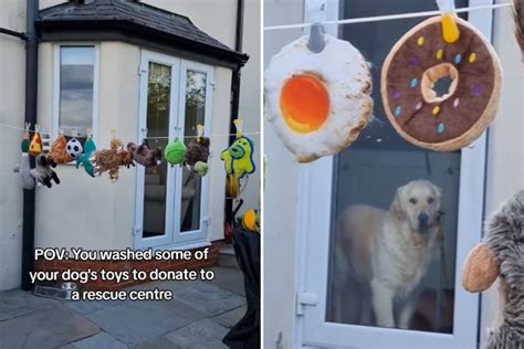 Dog Catches Owner Red-Handed Preparing To Donate His Toys: 'Not Happy' - Newsweek