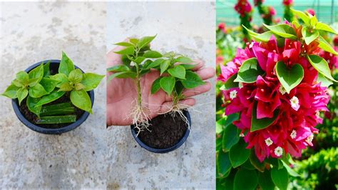 How To Grow Bougainvillea From Cuttings With Simple Method Youtube