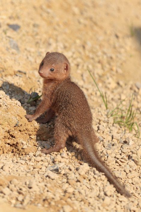 Zooborns Cute Animals Mongoose Animal Cute Baby Animals