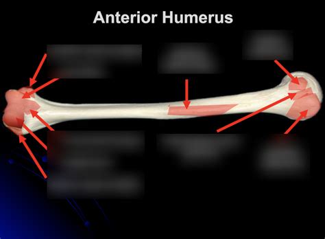 Lab Practical 2 7 Anterior Humerus Diagram Quizlet