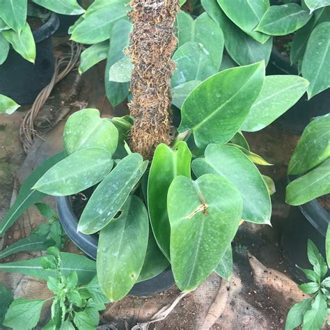 Philodendron Emerald Duke Mybageecha