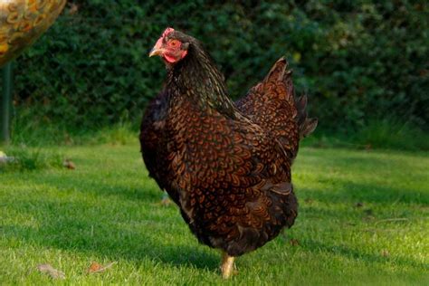 Brown Chicken Breeds For Backyard Poultry