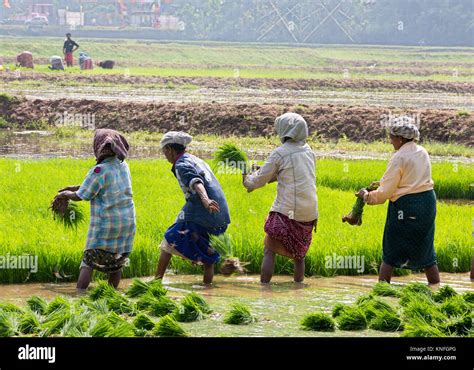 Women Workers Working On The Rice Paddy Fields In Kerala South India