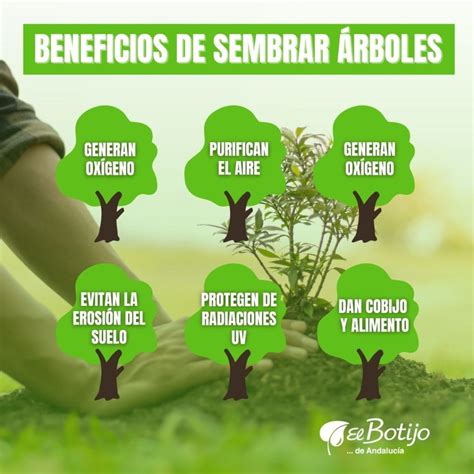 Beneficios De Plantar Un Rbol Bioguia Explore A Confiabilidade Da