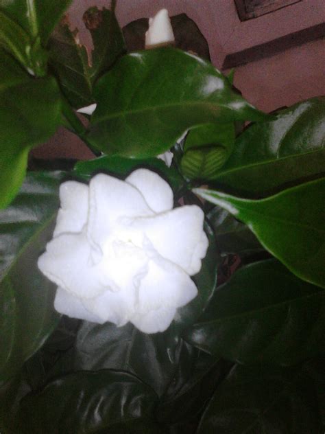 rosal flower.::) | flowers