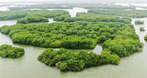 多方联动共护红树林！广东湛江雷州红树林保护与修复项目正式启动 保护地平台