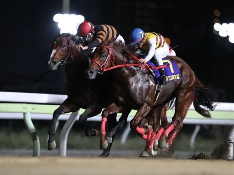 【narグランプリ2018】年度代表馬はキタサンミカヅキ！ 東京盃制覇など年間通して安定 競馬ニュース Netkeiba